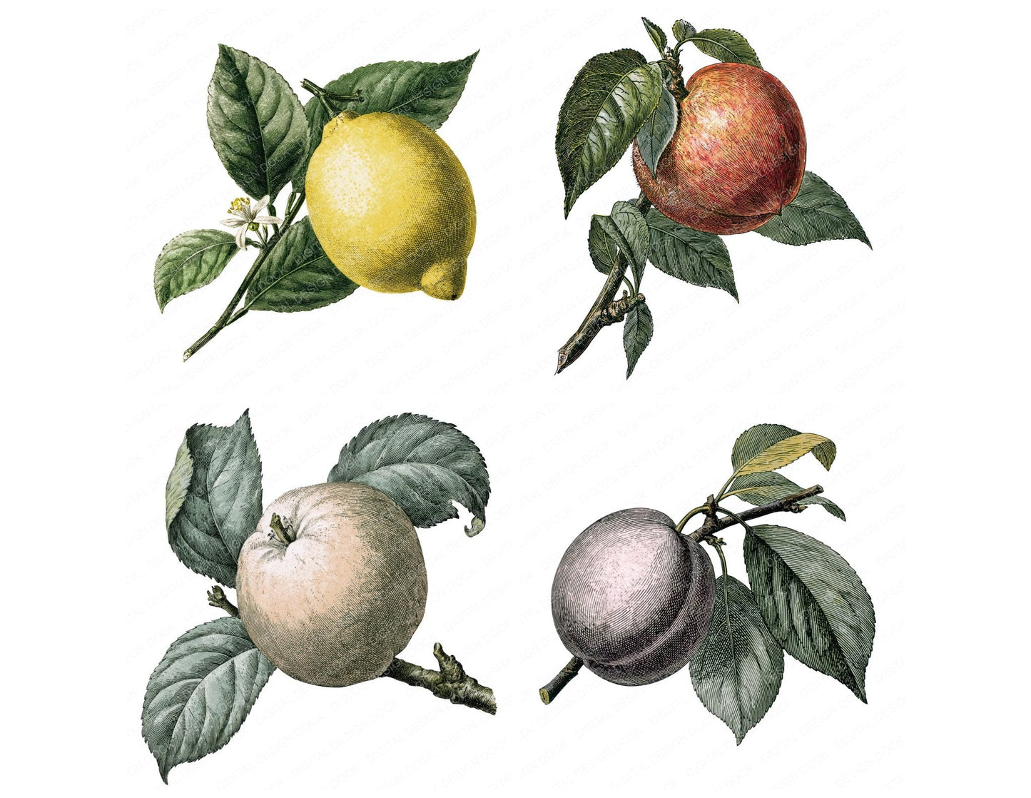 Vintage Botanical Fruit Clipart Set (DDD014480)