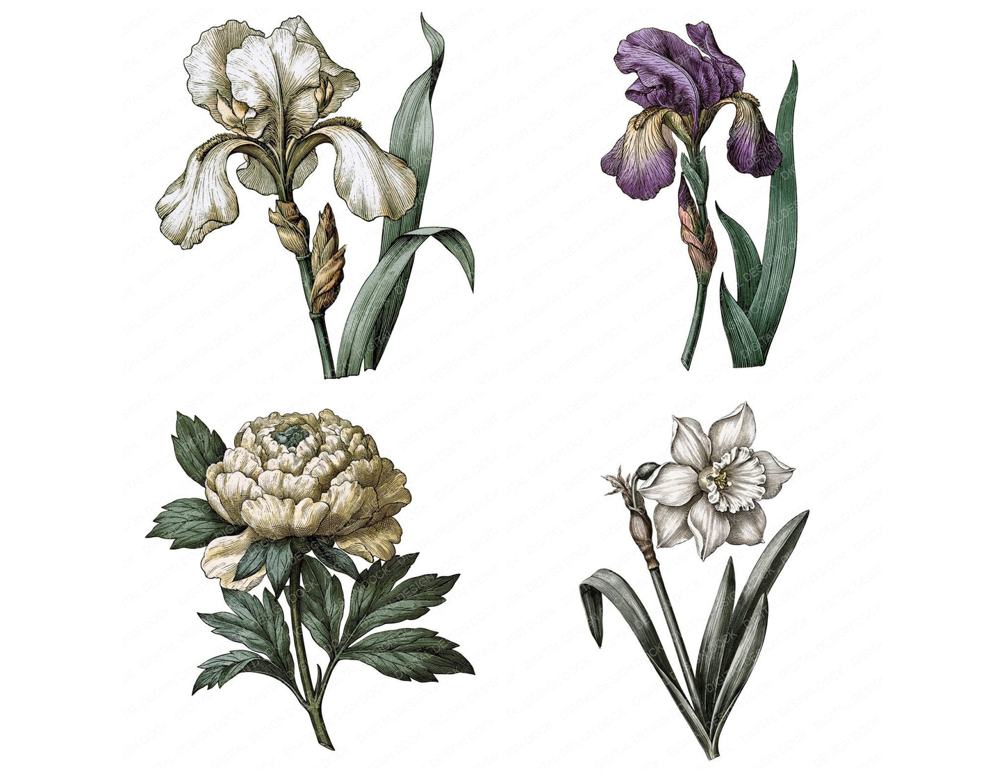Vintage Botanical Garden Flower Clipart Set (DDD014481)