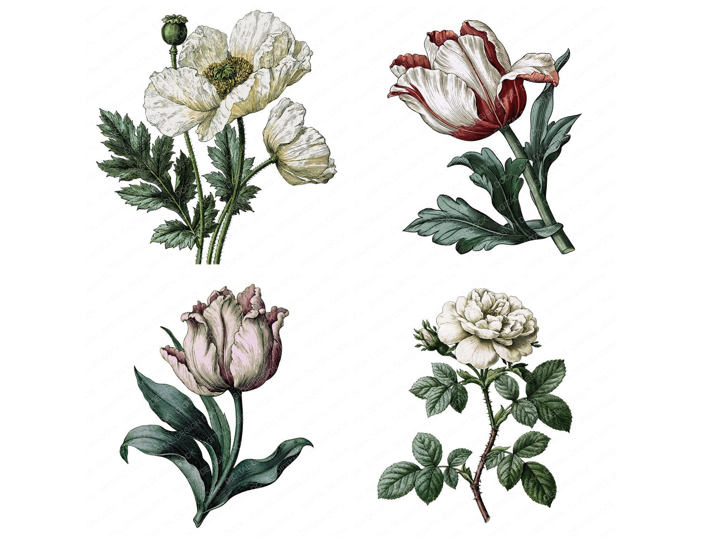 Vintage Botanical Garden Flower Clipart Set (DDD014481)