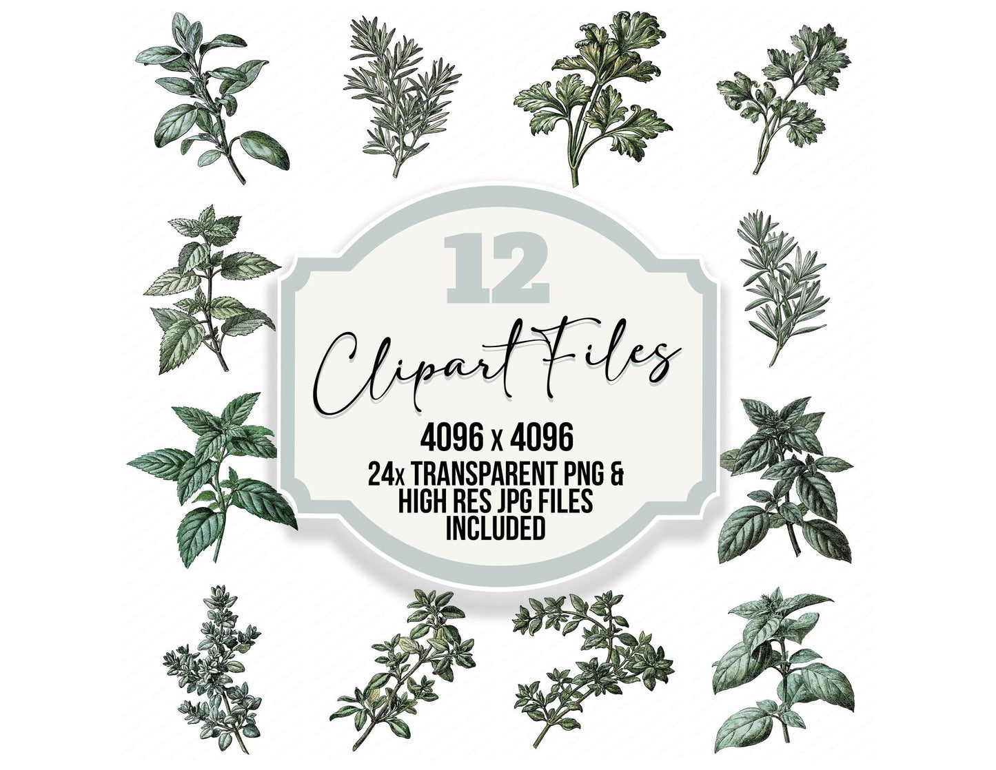 Vintage Botanical Herb Clipart Set (DDD014482)