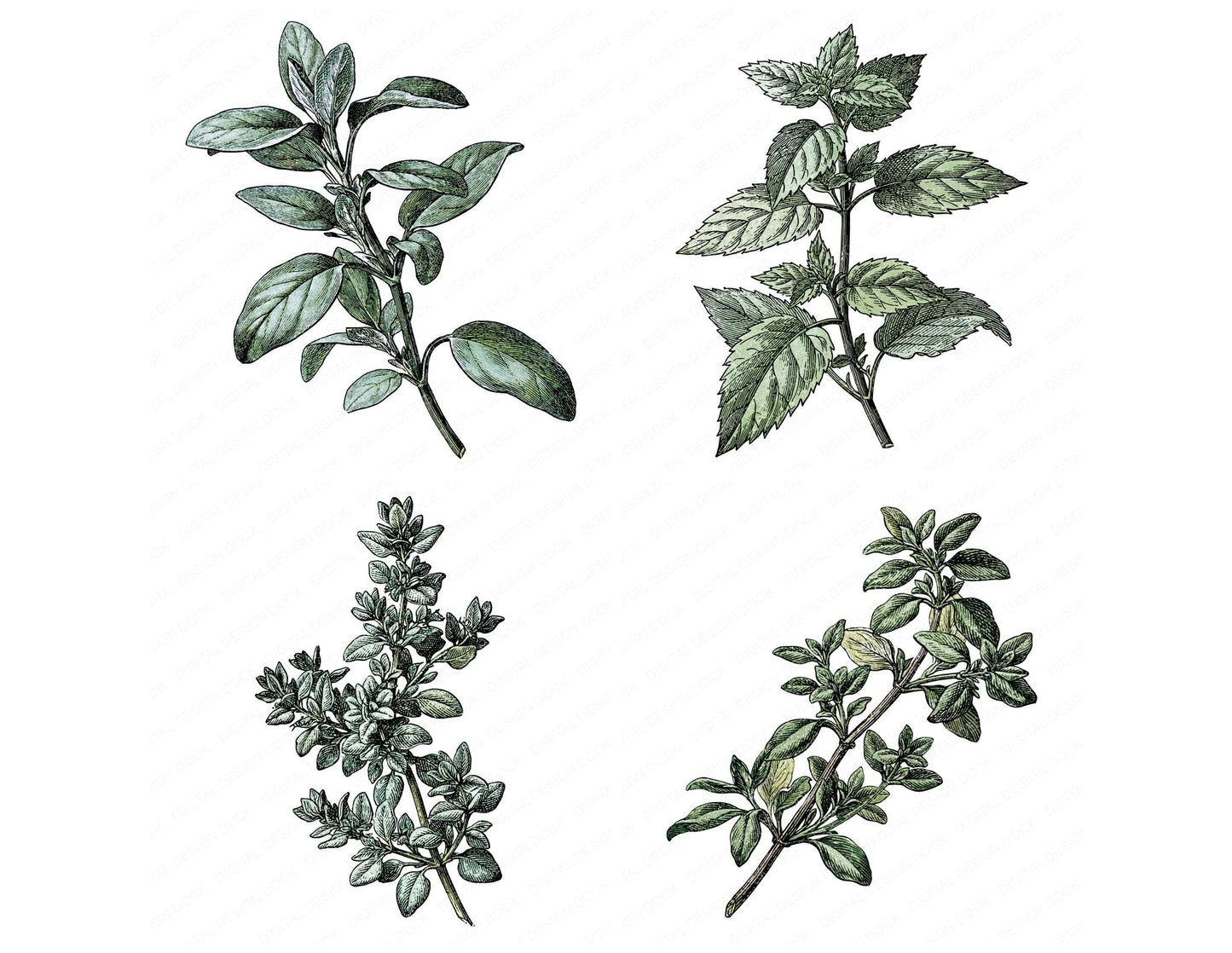 Vintage Botanical Herb Clipart Set (DDD014482)