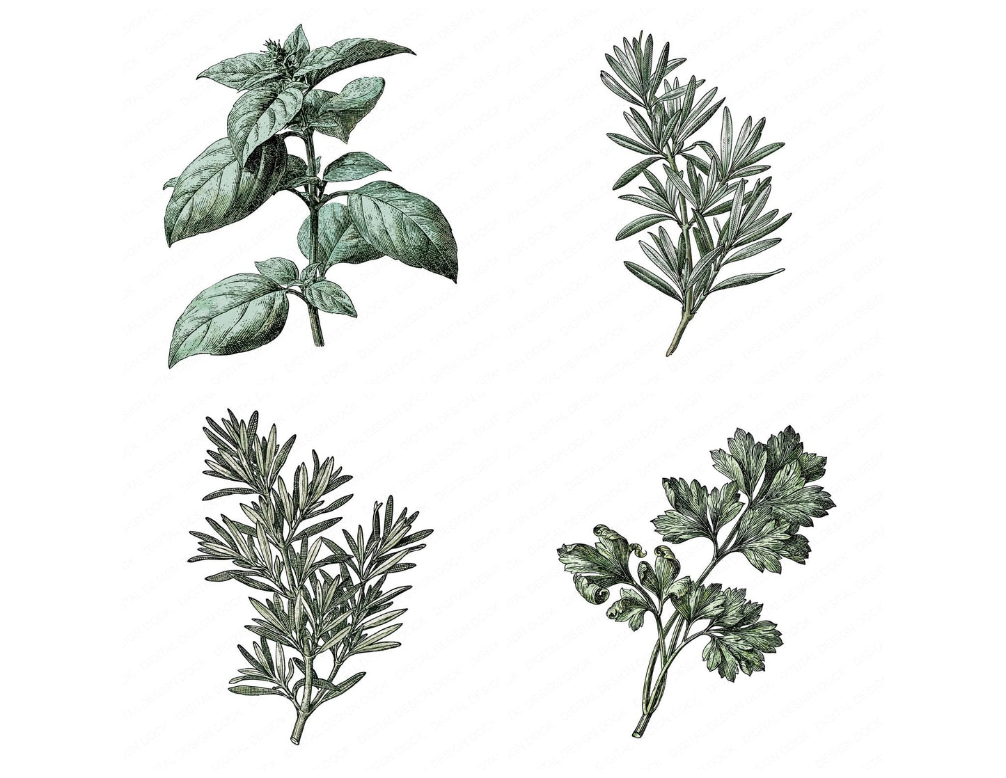 Vintage Botanical Herb Clipart Set (DDD014482)