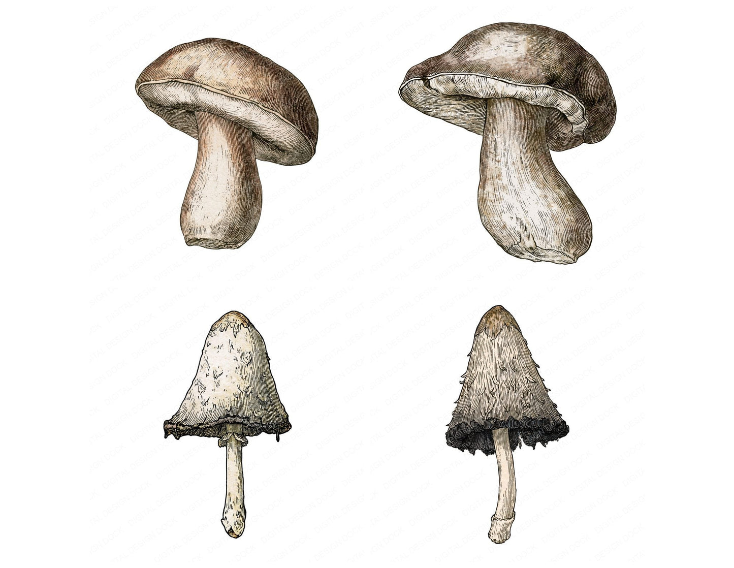 Vintage Botanical Mushroom Clipart Set (DDD014483)