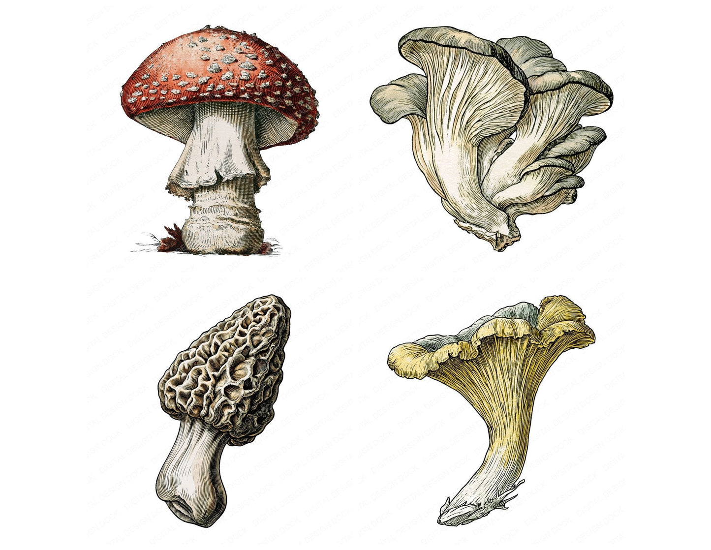 Vintage Botanical Mushroom Clipart Set (DDD014483)