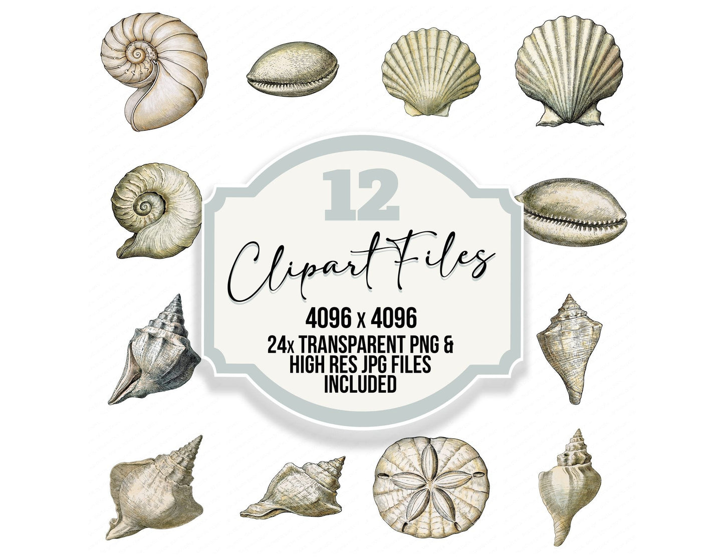 Vintage Botanical Sea Shell Clipart Set (DDD014484)