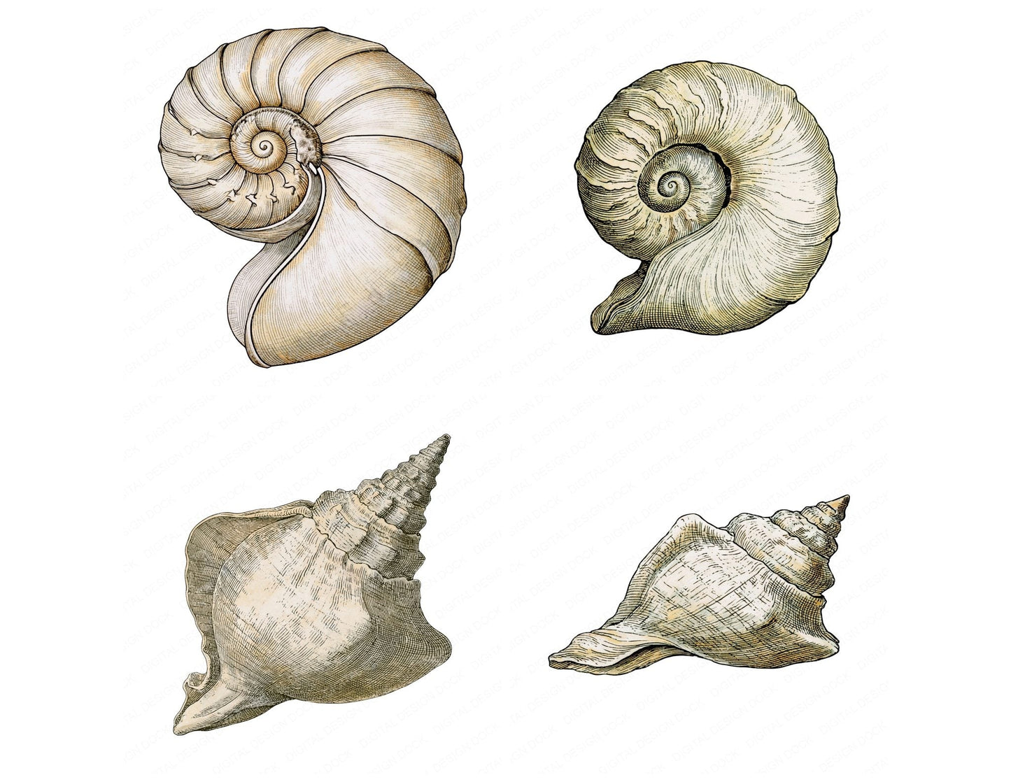 Vintage Botanical Sea Shell Clipart Set (DDD014484)