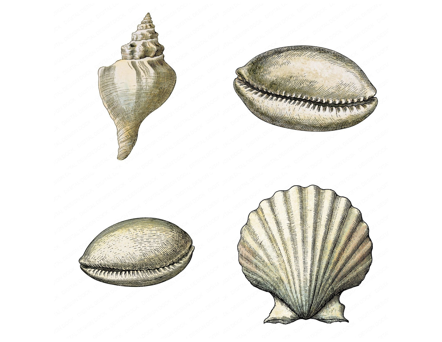 Vintage Botanical Sea Shell Clipart Set (DDD014484)