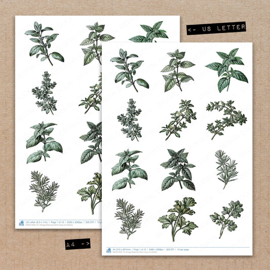 Vintage Botanical Herb Fussy Cut Sheets (DDD014502)
