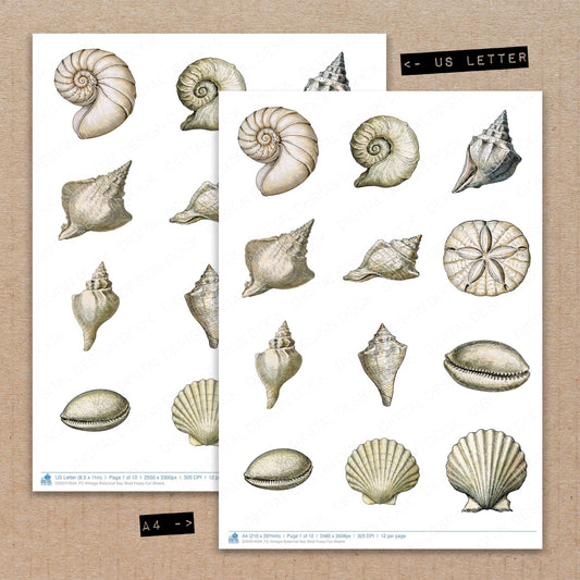 Vintage Botanical Sea Shell Fussy Cut Sheets (DDD014504)