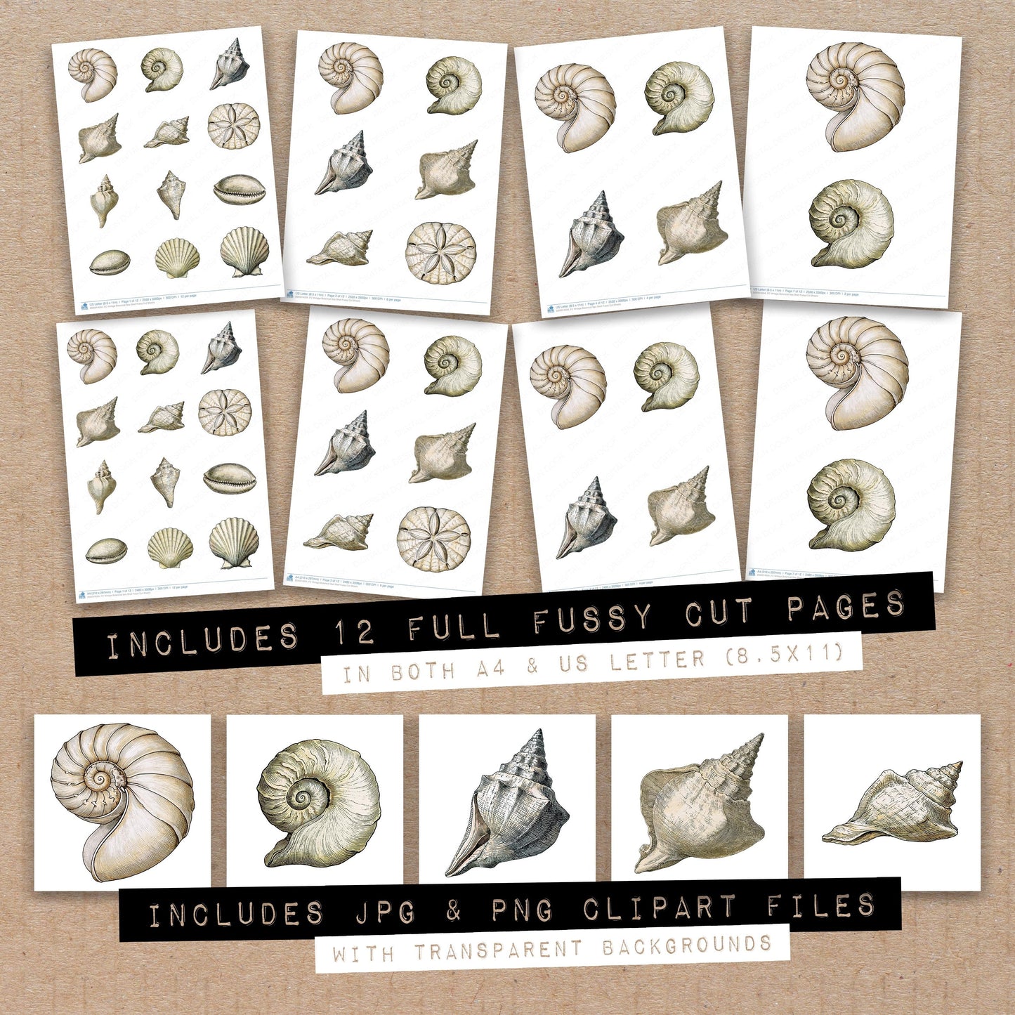 Vintage Botanical Sea Shell Fussy Cut Sheets (DDD014504)