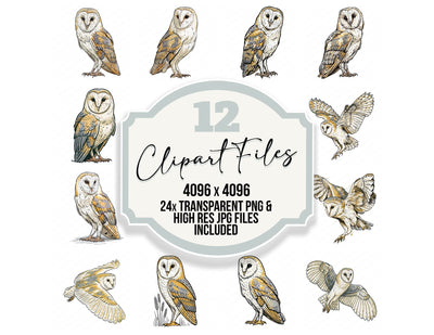 Stylised Barn Owl Clipart Set (DDD014526)