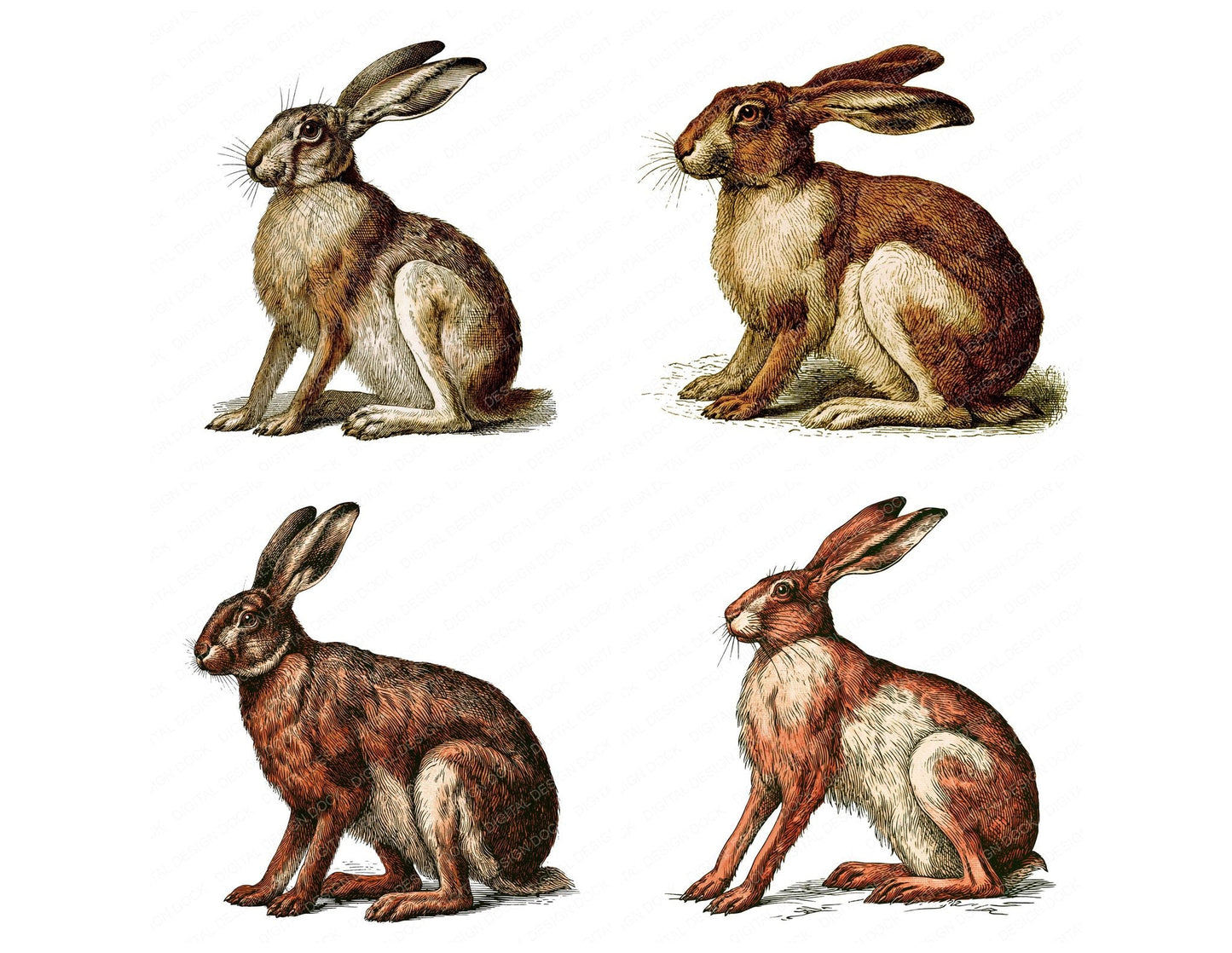Vintage Hare Clipart Set (DDD014541)
