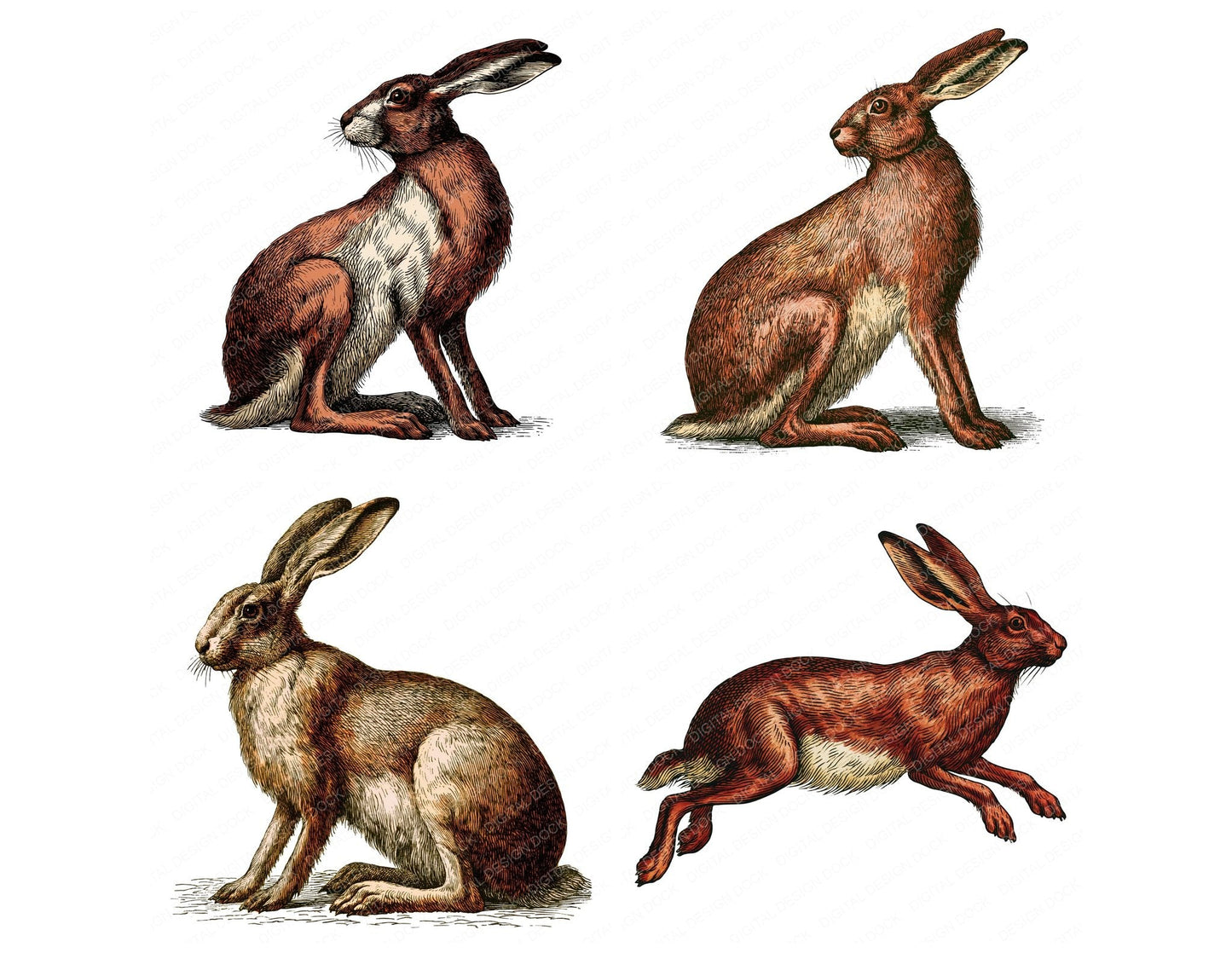 Vintage Hare Clipart Set (DDD014541)