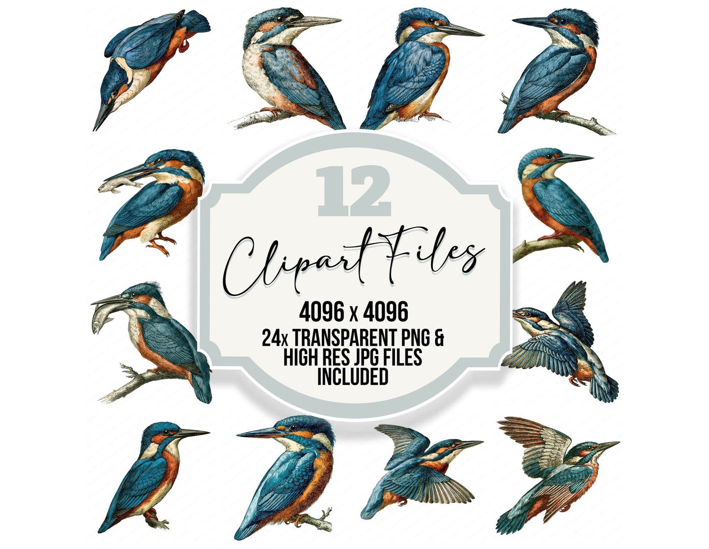 Vintage Kingfisher Clipart Set (DDD014542)