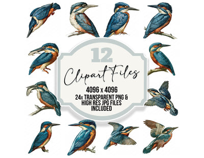 Vintage Kingfisher Clipart Set (DDD014542)