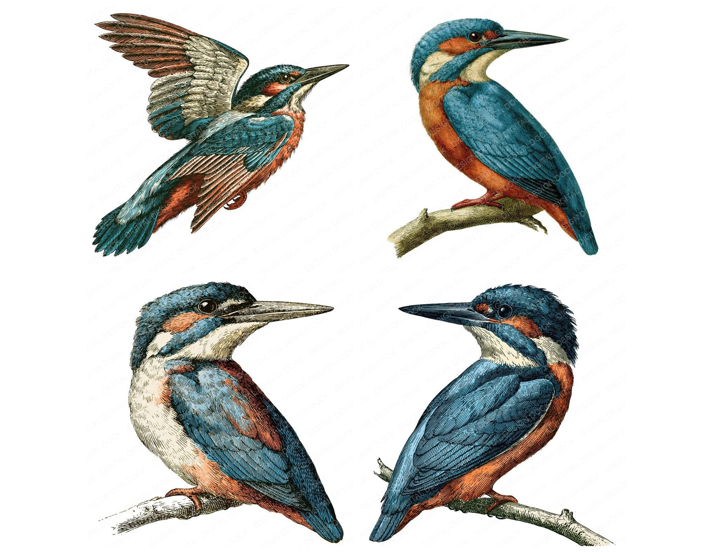 Vintage Kingfisher Clipart Set (DDD014542)