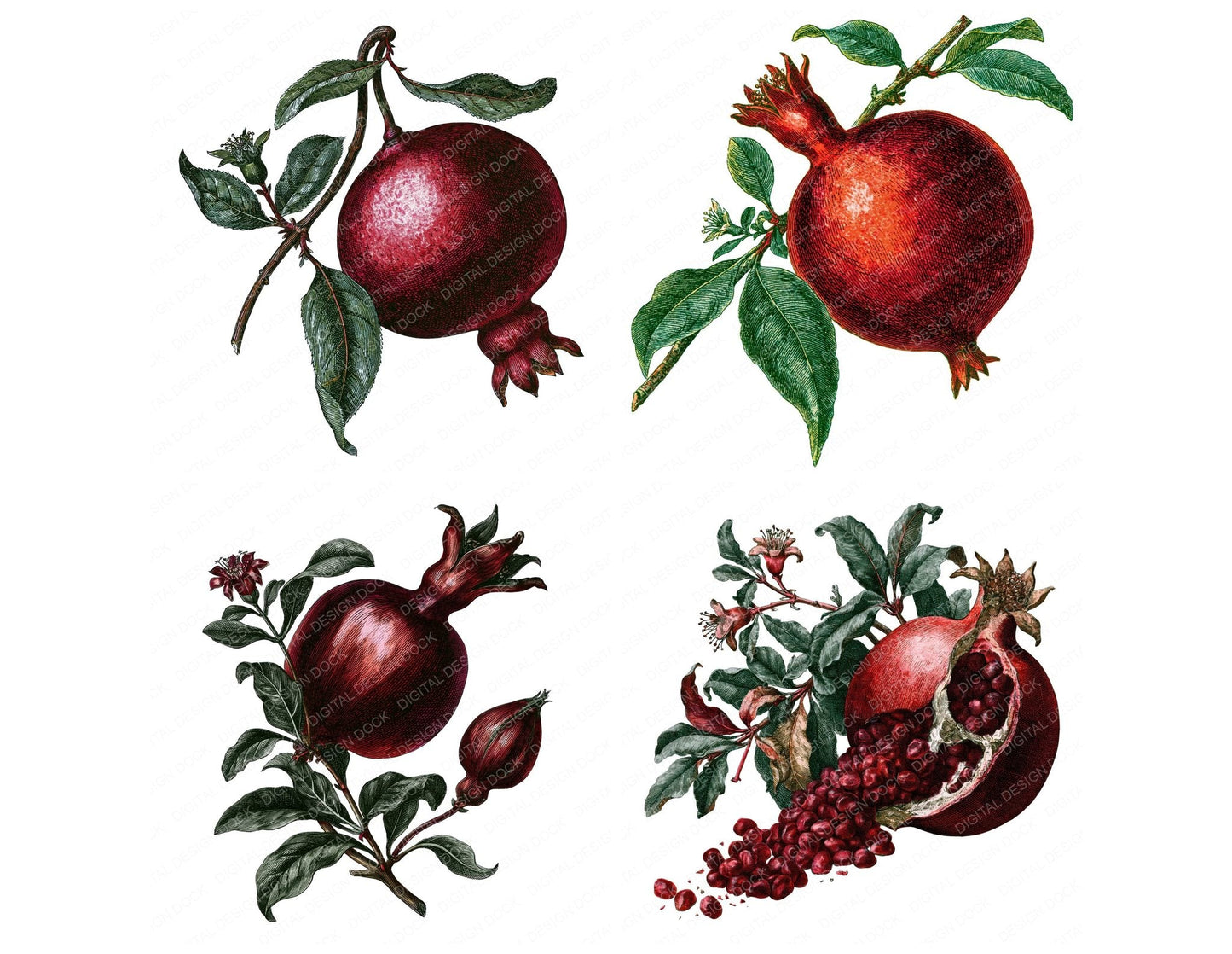 Vintage Pomegranate Clipart Set (DDD014543)