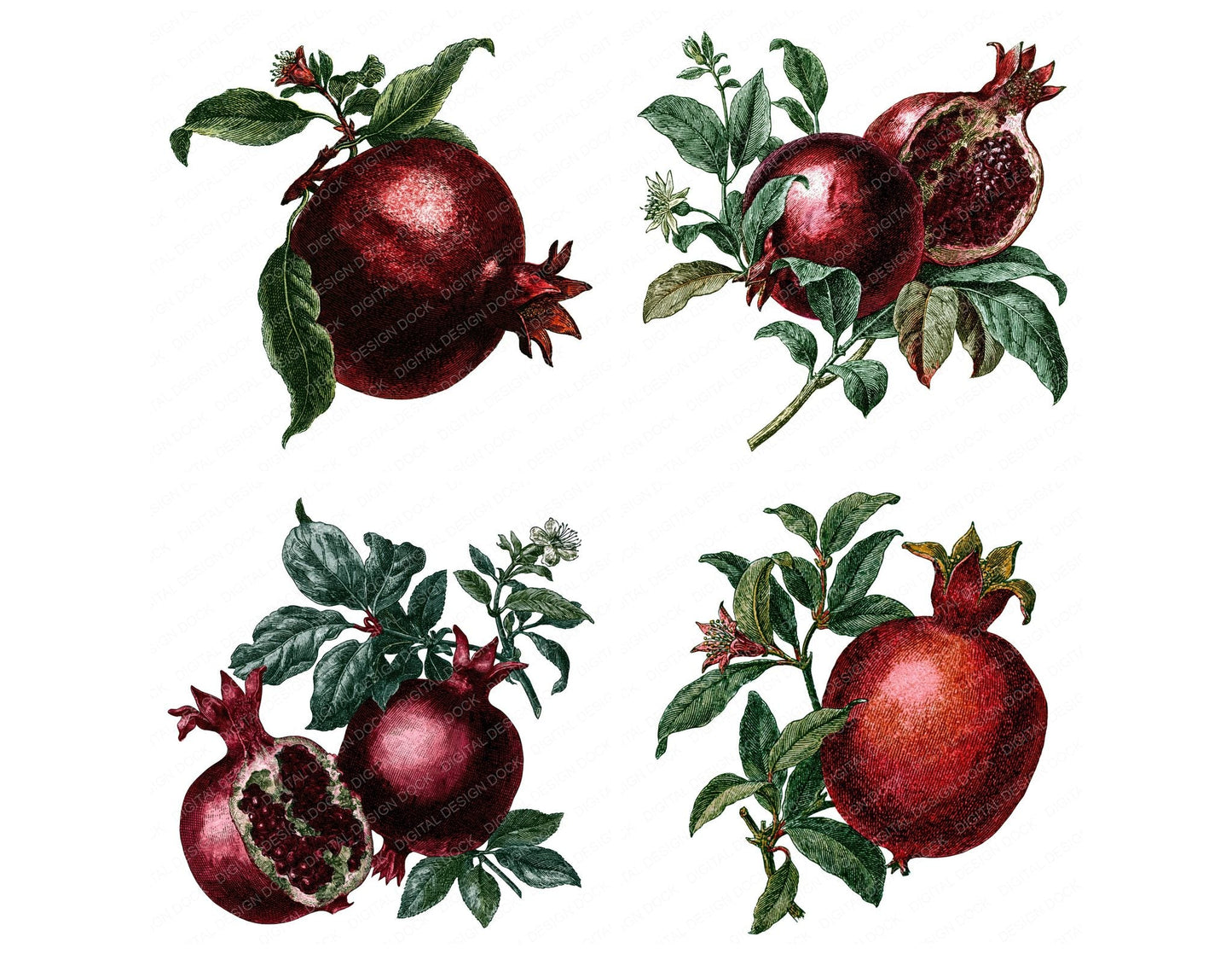 Vintage Pomegranate Clipart Set (DDD014543)