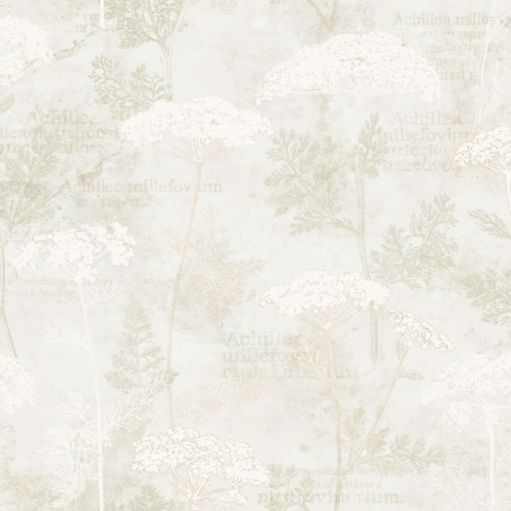 Another Common Yarrow Flower Grassland Cream Bloom Stem Green digital paper shown full size