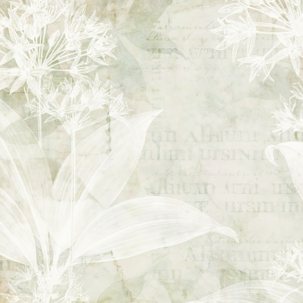 Single Wild Garlic Ramsons Flower Ancient Wood Cream Bloom Leaf Green digital paper shown full size
