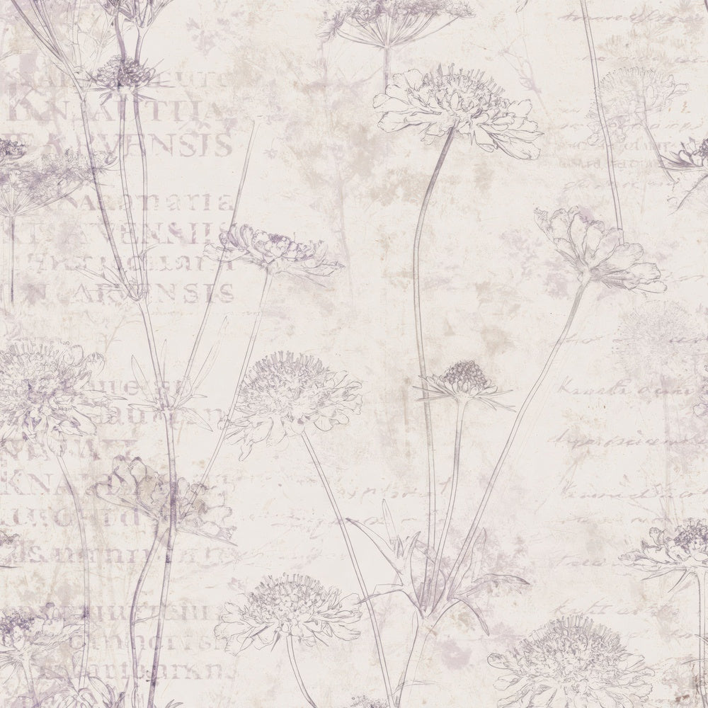 Single Field Scabious Flower Chalk Meadow Cream Dusky Lilac Bone digital paper shown full size