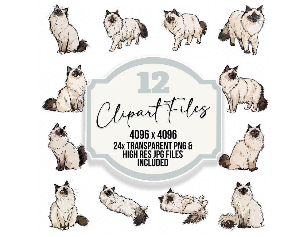 Ragdoll Watercolour Cat clipart set cover showing the designs and file details
