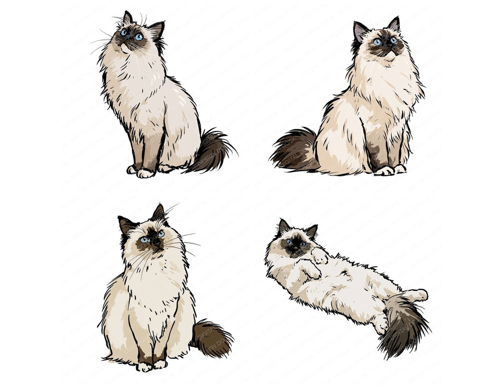 Four Ragdoll Watercolour Cat clipart designs from the set