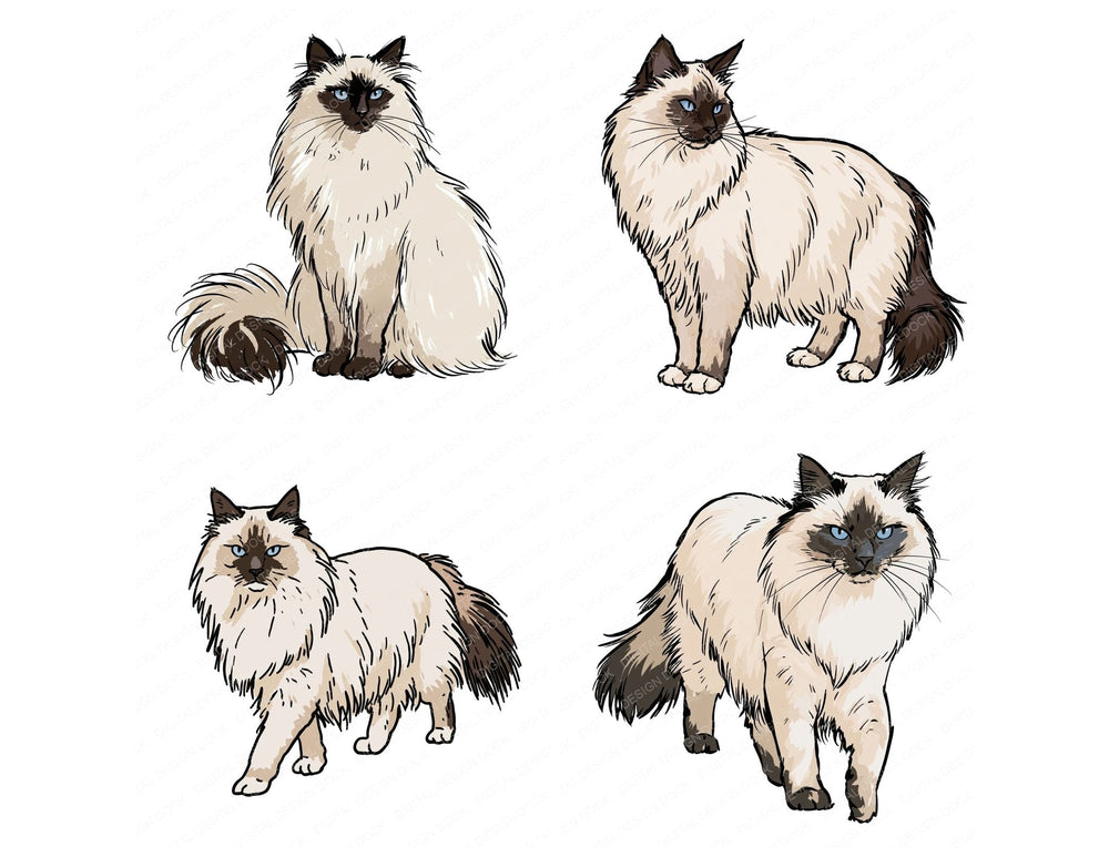 Four more Ragdoll Watercolour Cat clipart designs from the set
