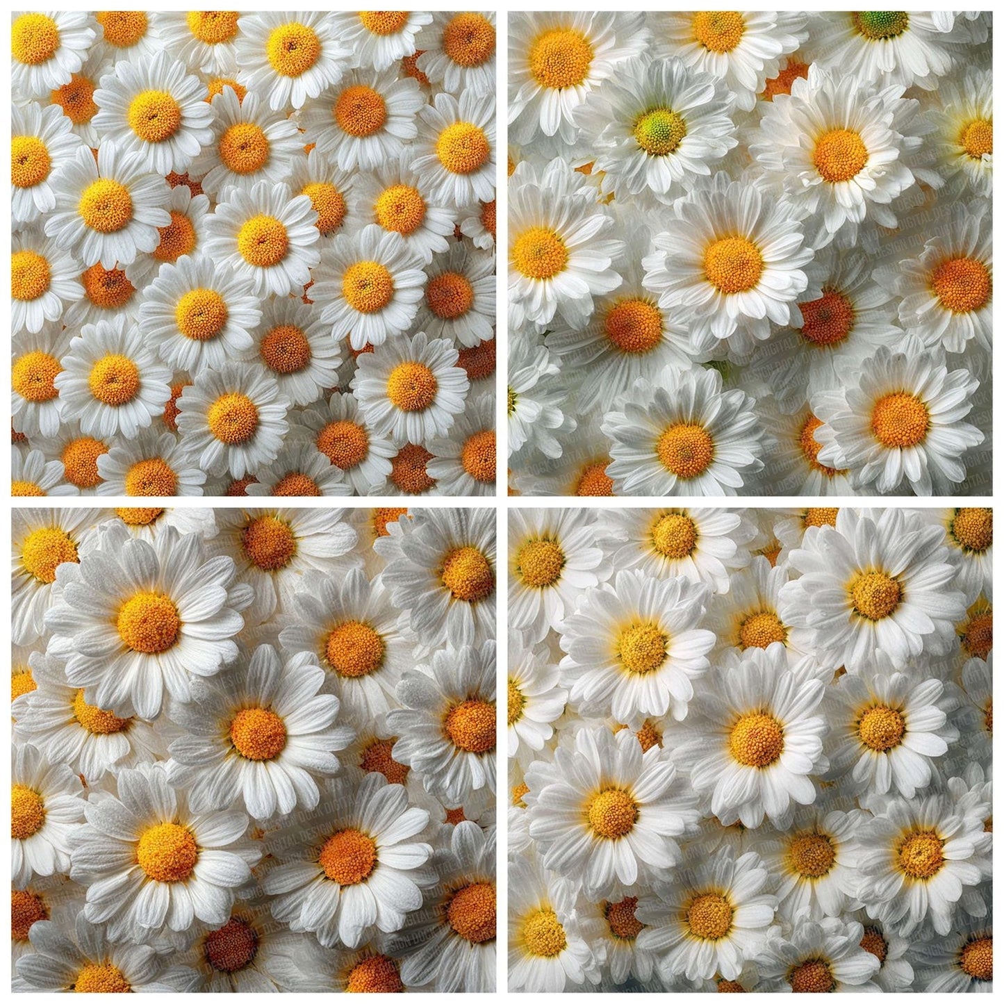 Daisy Overhead Fill Digital Paper Pack (DDD001384)
