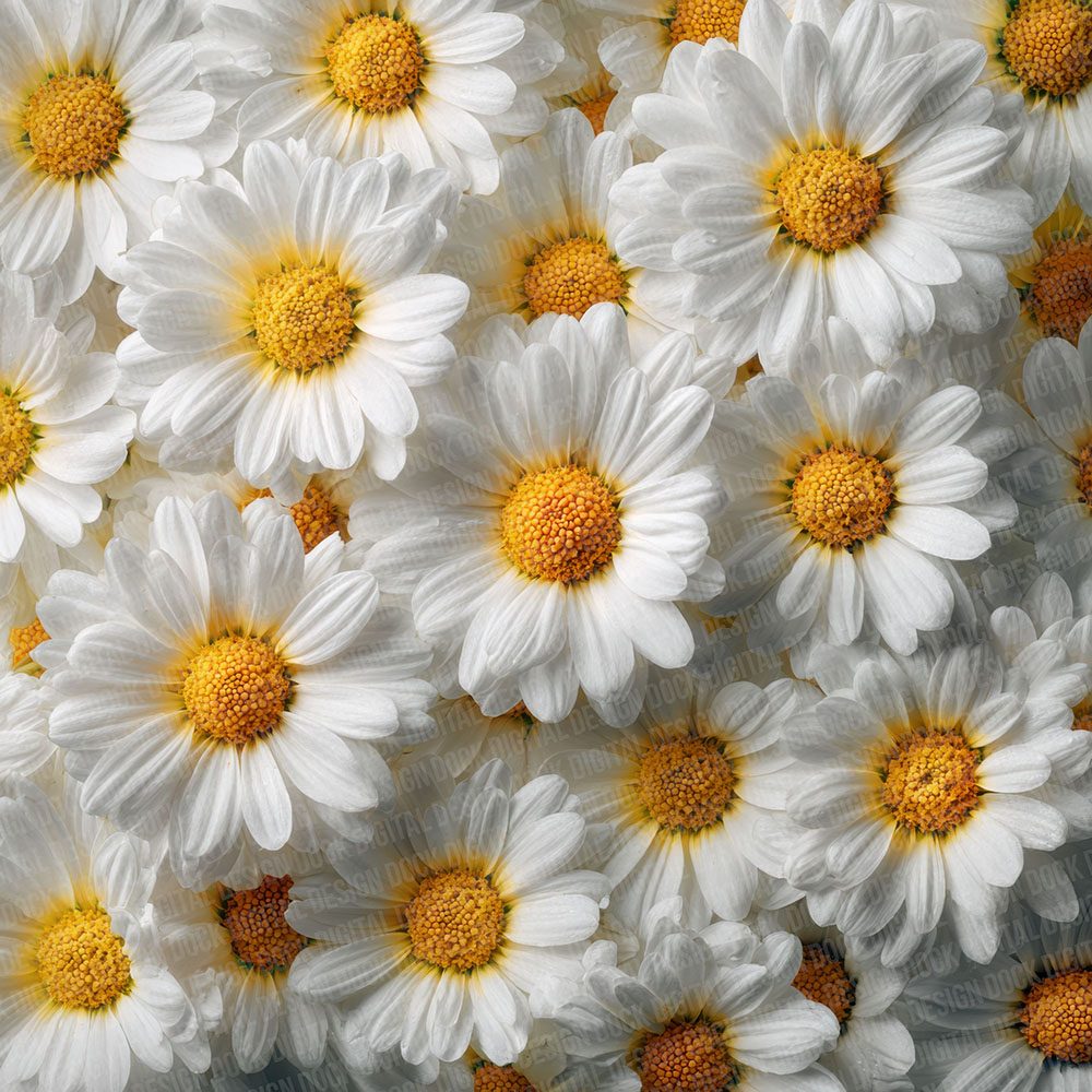 Daisy Overhead Fill Digital Paper Pack (DDD001384)