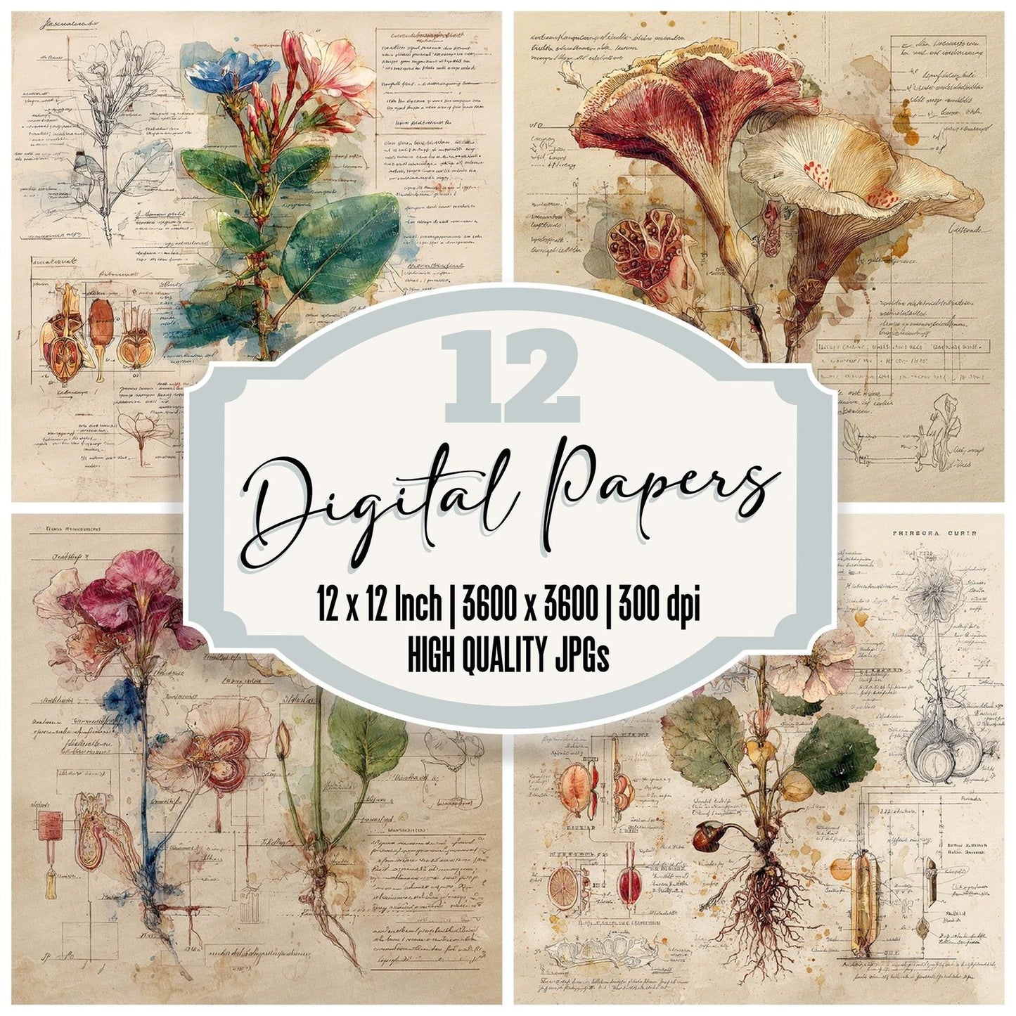 Floral Anatomy Draft Digital Paper Pack (DDD001731)