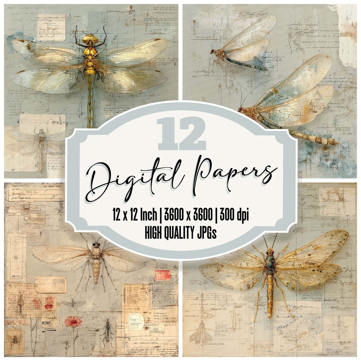 Insect Anatomy Notes Wash Digital Paper Pack (DDD002142)