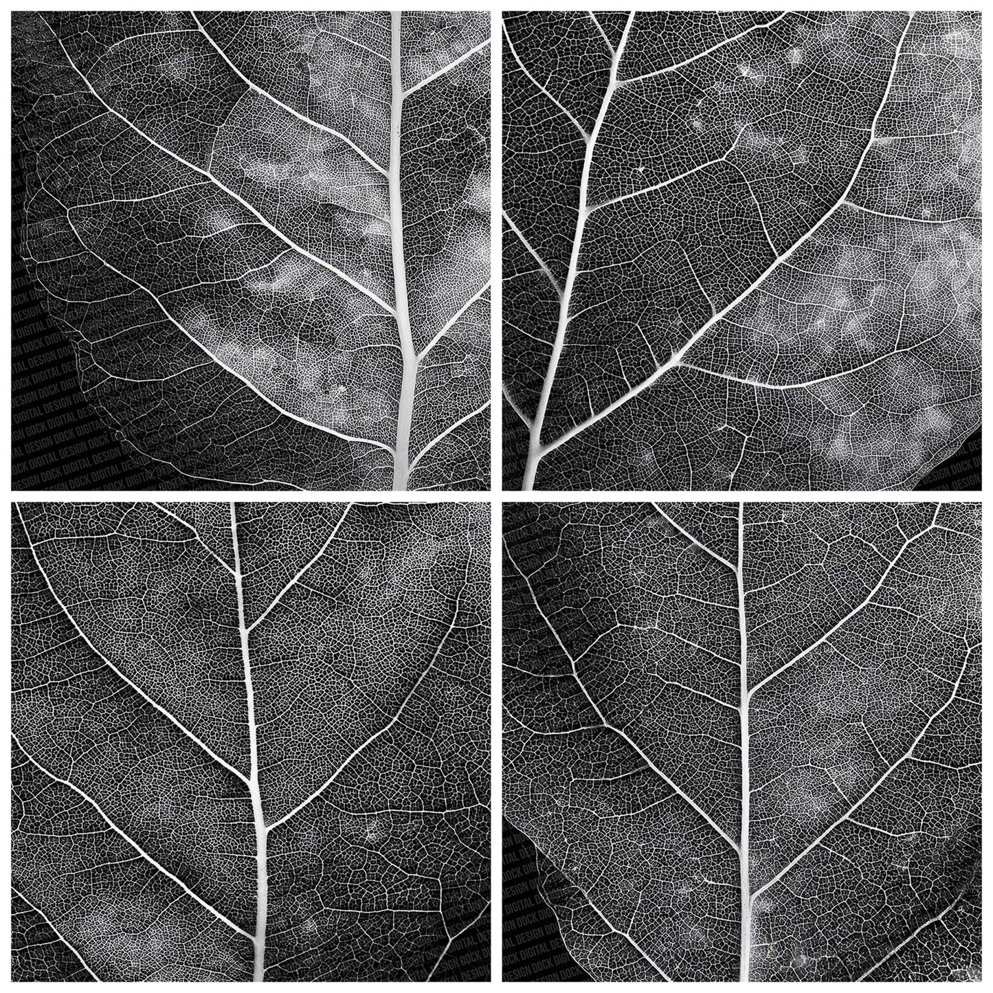 Leaf X-Ray Pattern Digital Paper Pack (DDD002313)