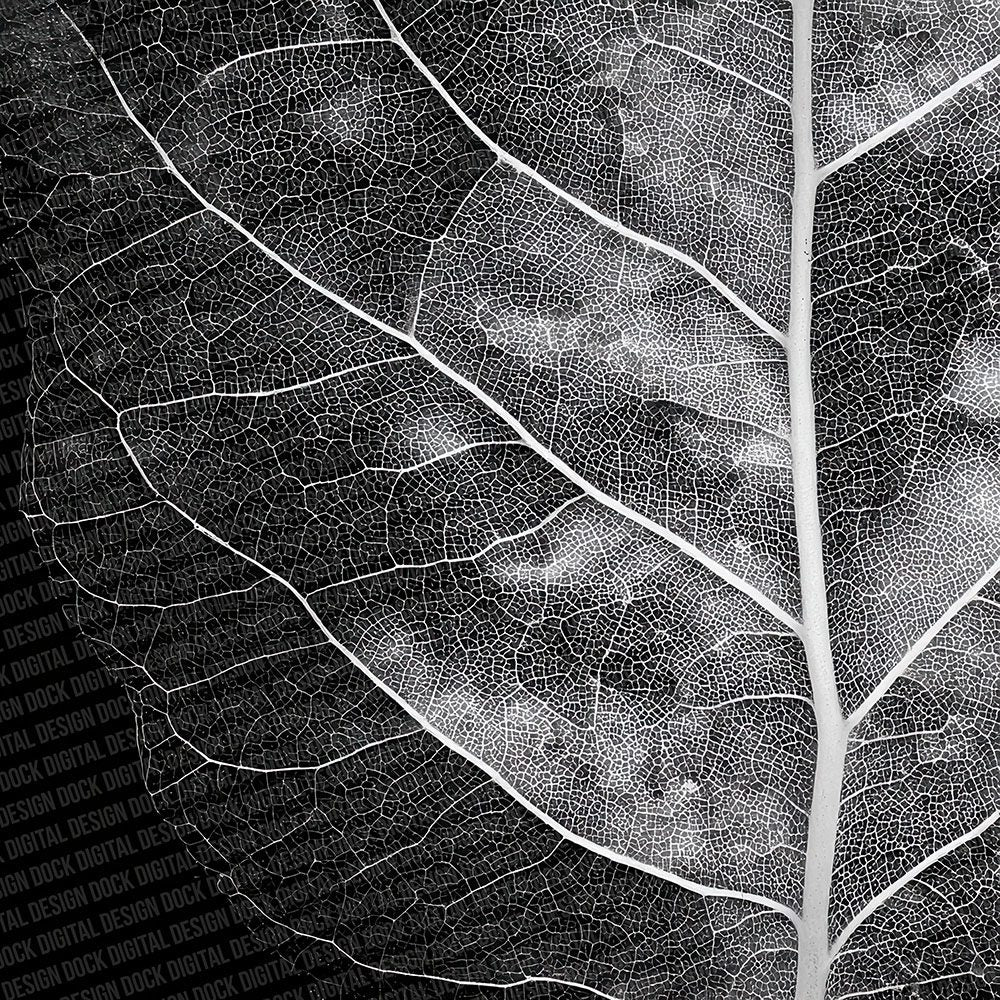 Leaf X-Ray Pattern Digital Paper Pack (DDD002313)