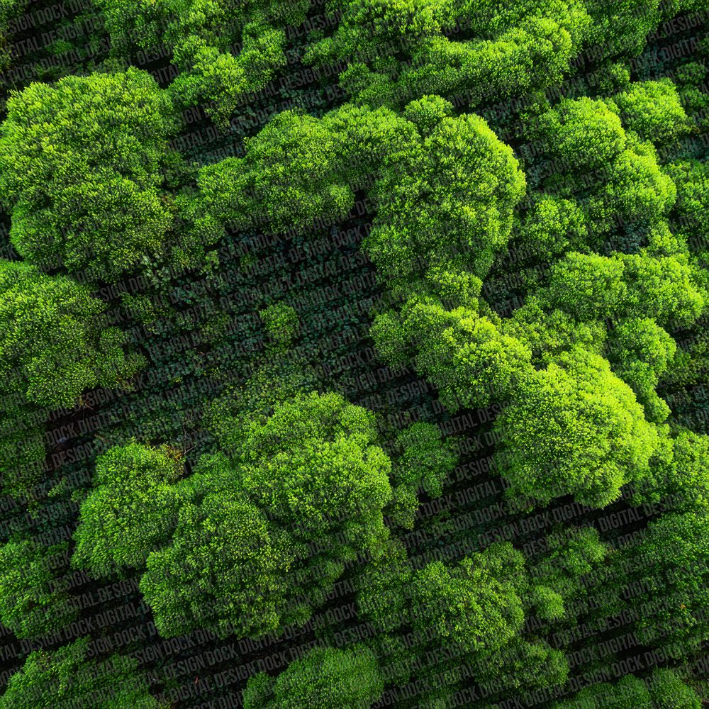 Moss Bed Texture Digital Paper Pack (DDD002605)