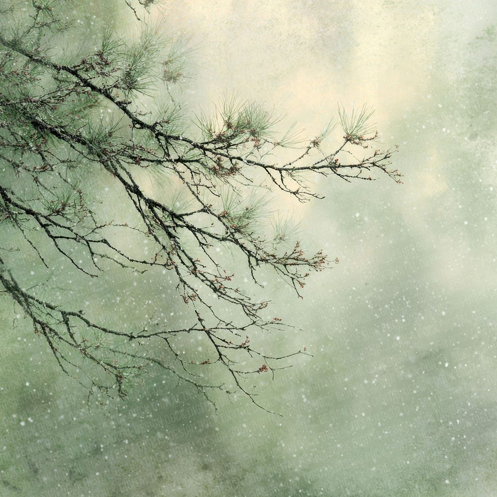 Pine Mist Winter Background Digital Paper Pack (DDD002992)