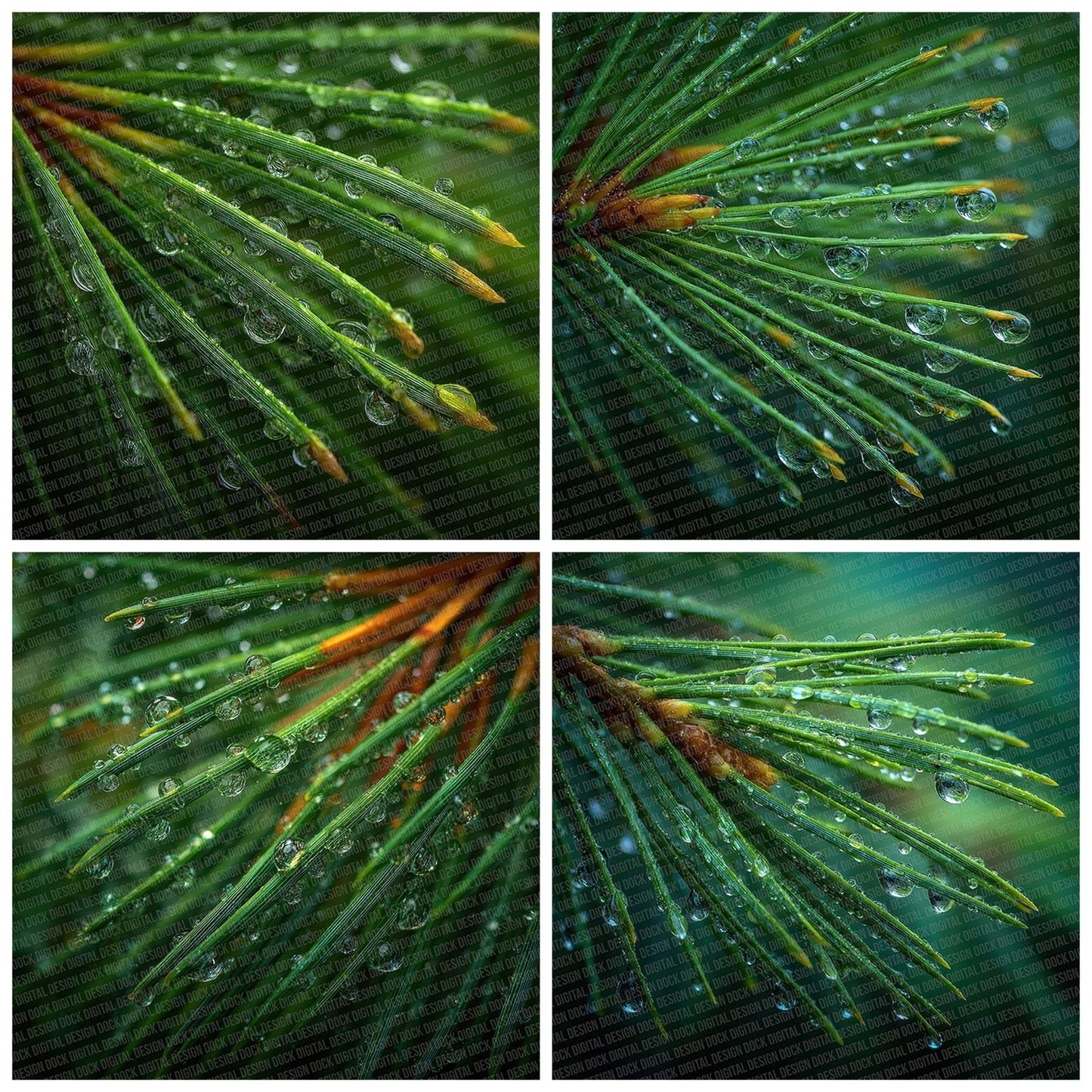 Pine Sap Close Digital Paper Pack (DDD002993)