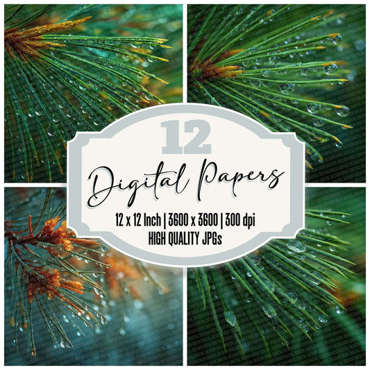 Pine Sap Close Digital Paper Pack (DDD002993)
