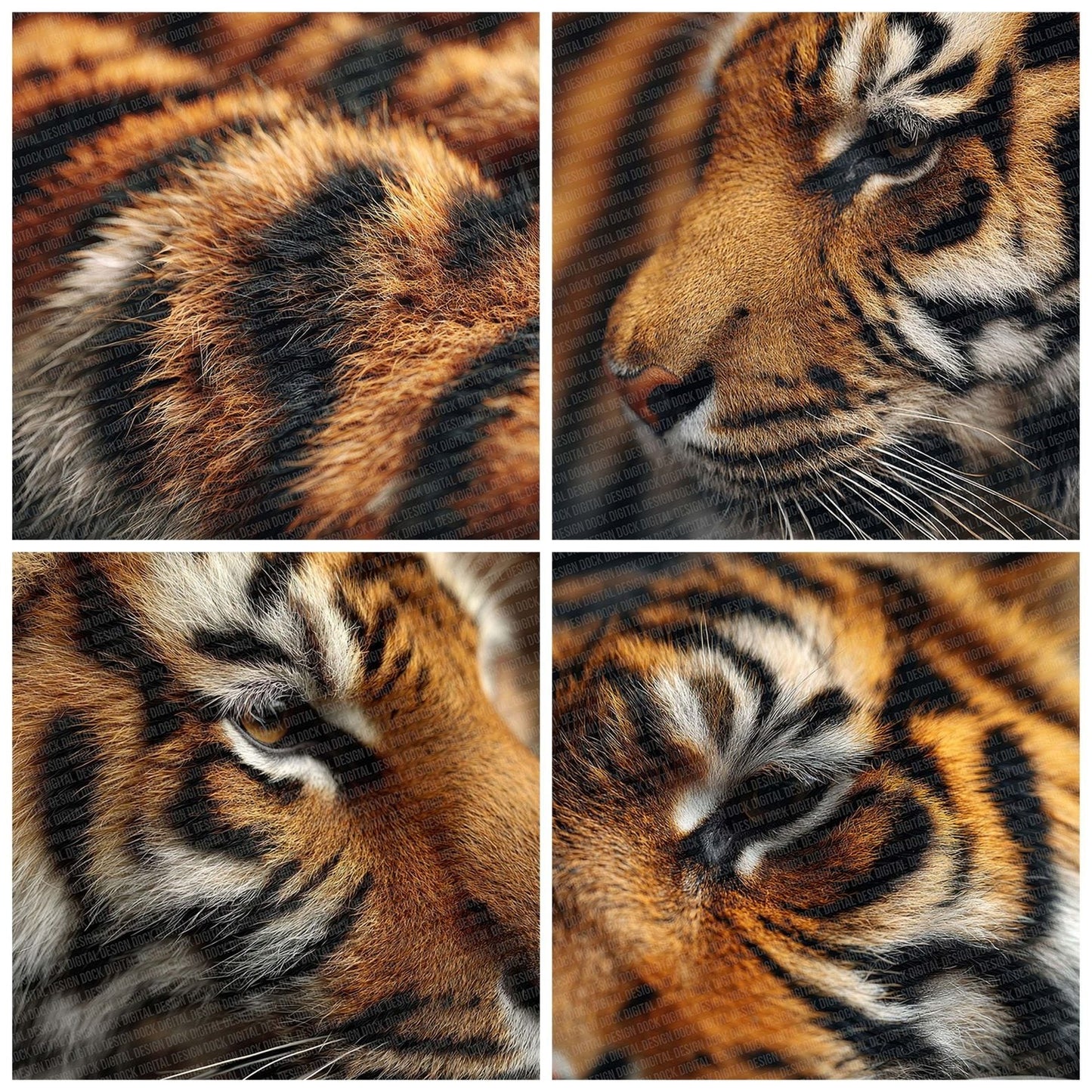 Tiger Fur Macro Digital Paper Pack (DDD004011)