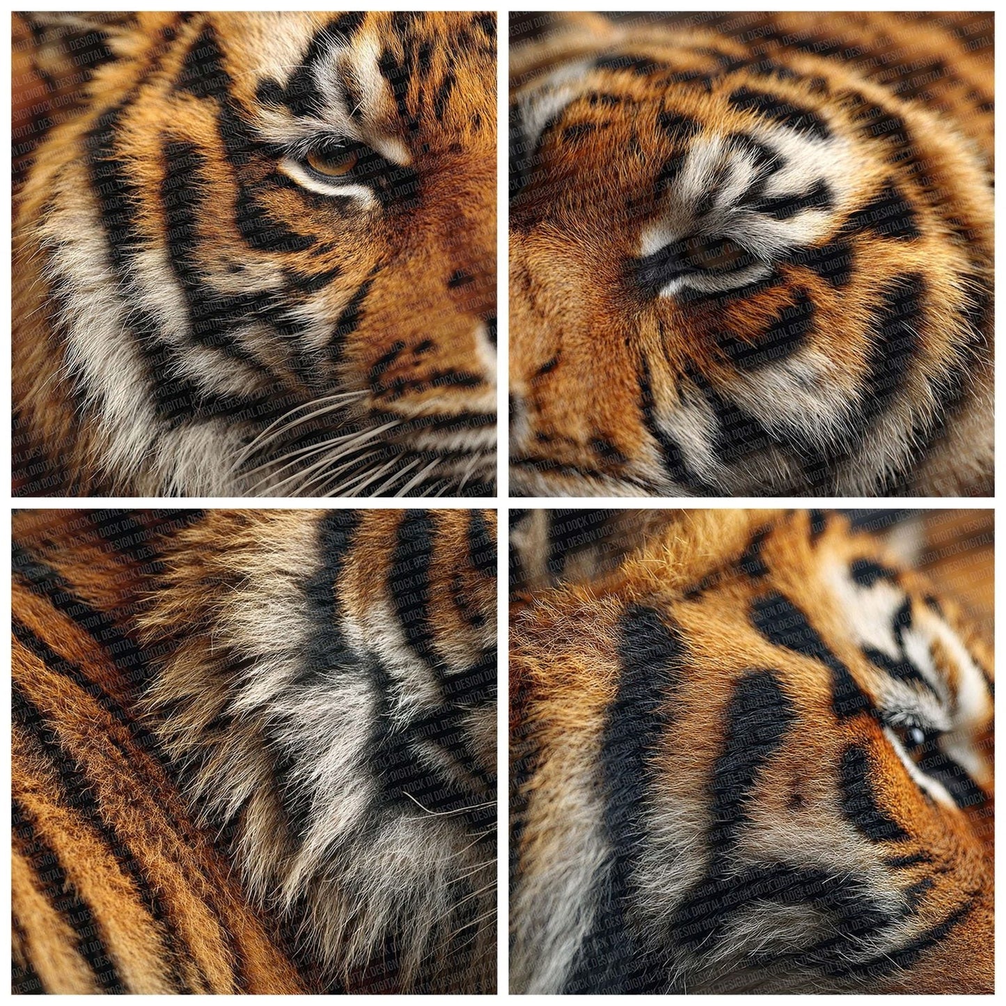 Tiger Fur Macro Digital Paper Pack (DDD004011)