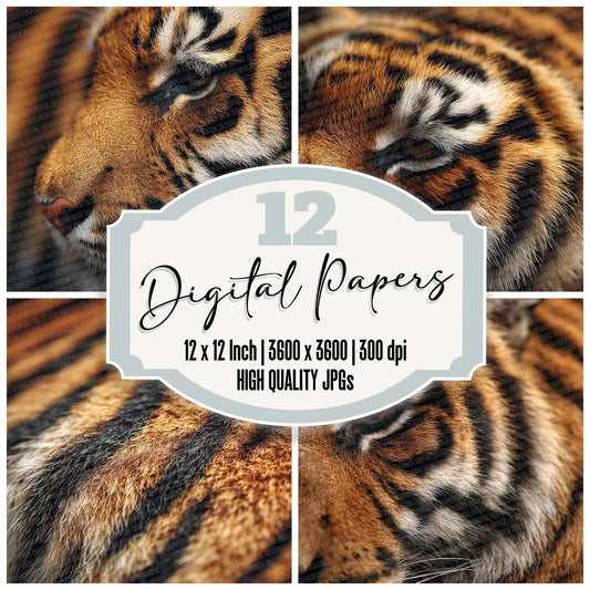Tiger Fur Macro Digital Paper Pack (DDD004011)