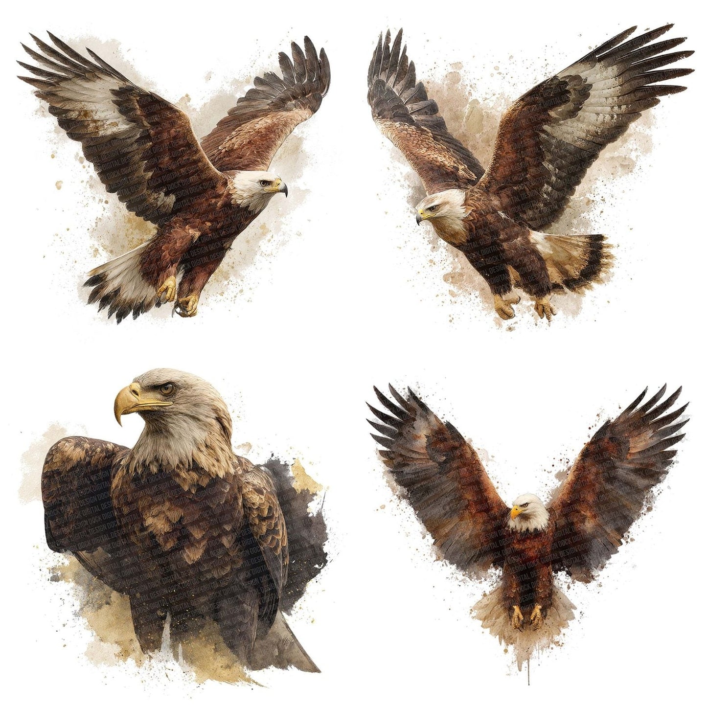 Eagle Bird Illustration Clipart Set (DDD005135)