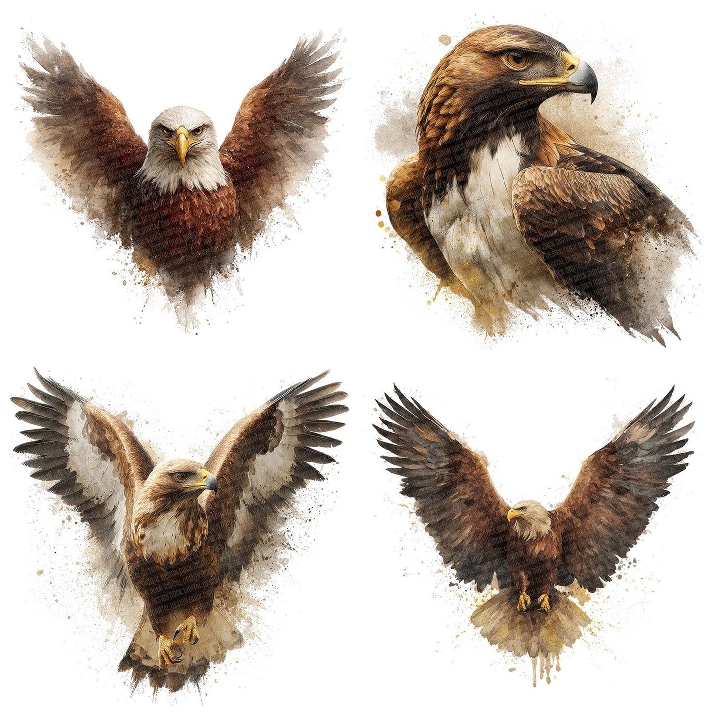 Eagle Bird Illustration Clipart Set (DDD005135)
