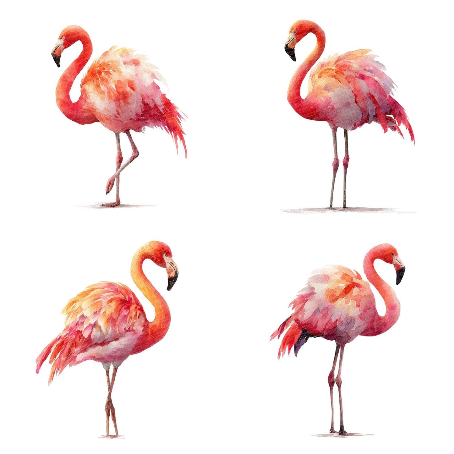 Flamingo Bird Illustration Clipart Set (DDD005330)