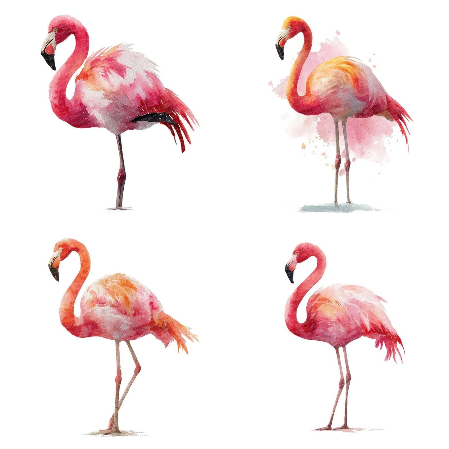 Flamingo Bird Illustration Clipart Set (DDD005330)