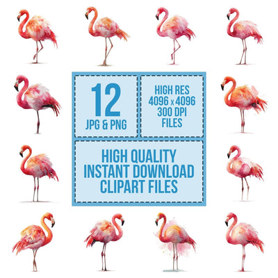 Flamingo Bird Illustration Clipart Set (DDD005330)