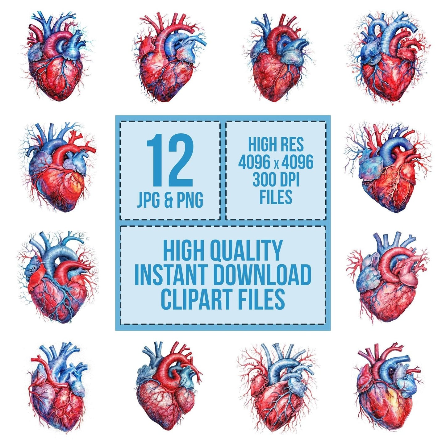 Human Heart Anatomical Illustration Clipart Set (DDD005849)