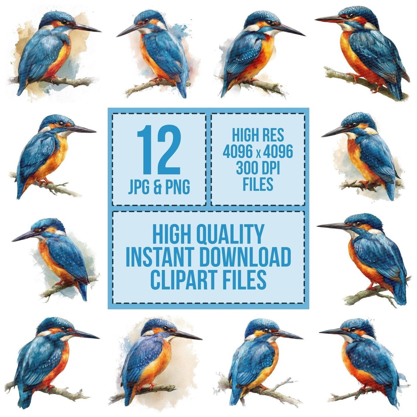 Kingfisher Bird Illustration Clipart Set (DDD005918)
