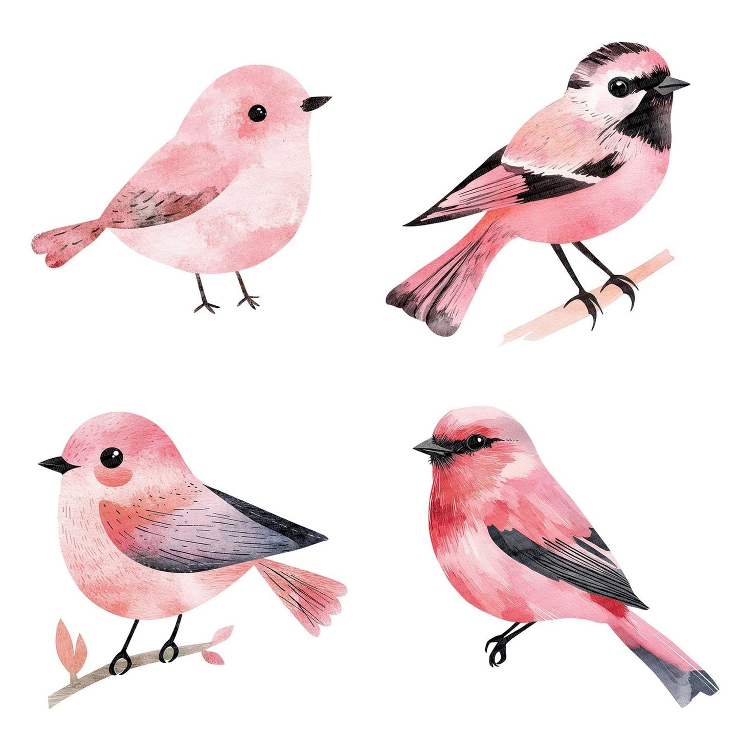 Pastel Pink Bird Clipart Set (DDD006258)