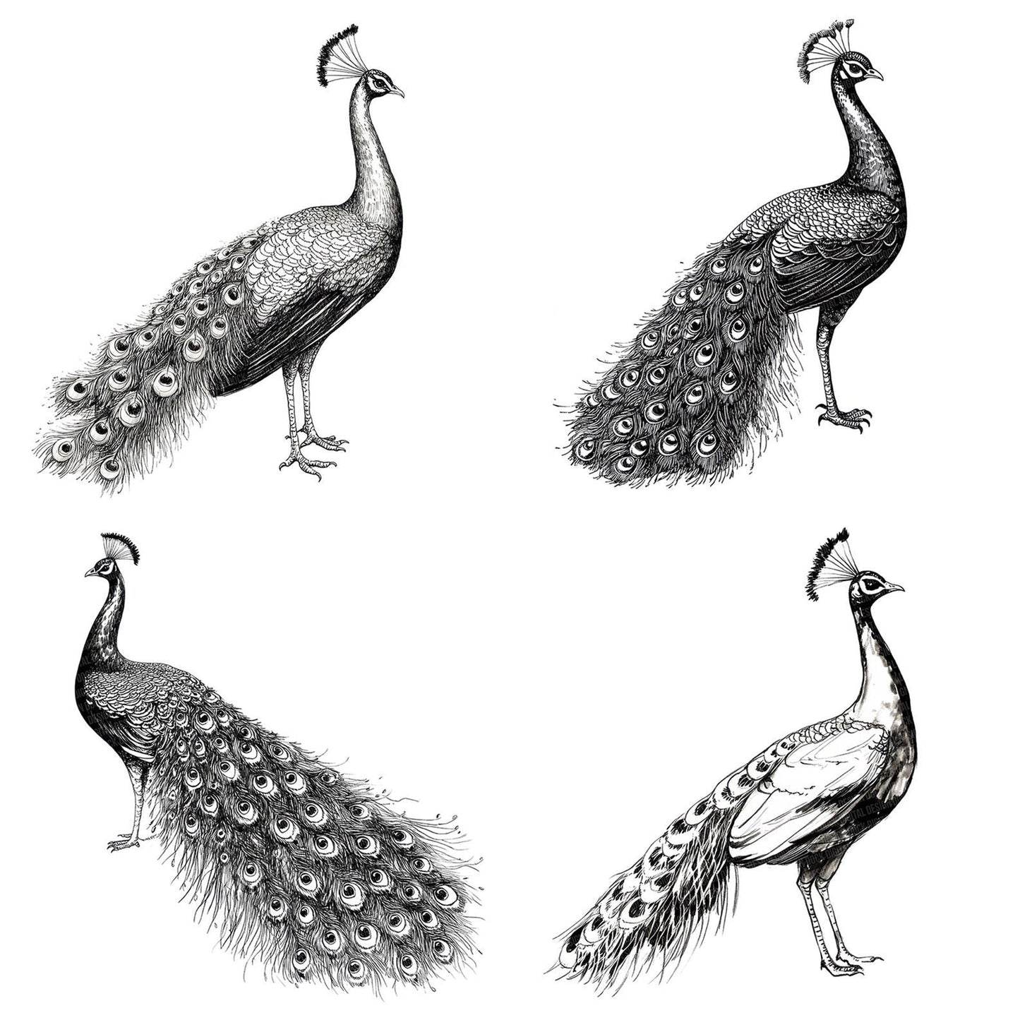 Peacock Pencil Sketch Clipart Set (DDD006278)
